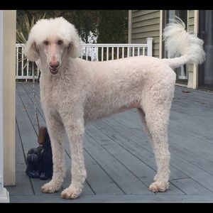 Meet your Posher, Lucia